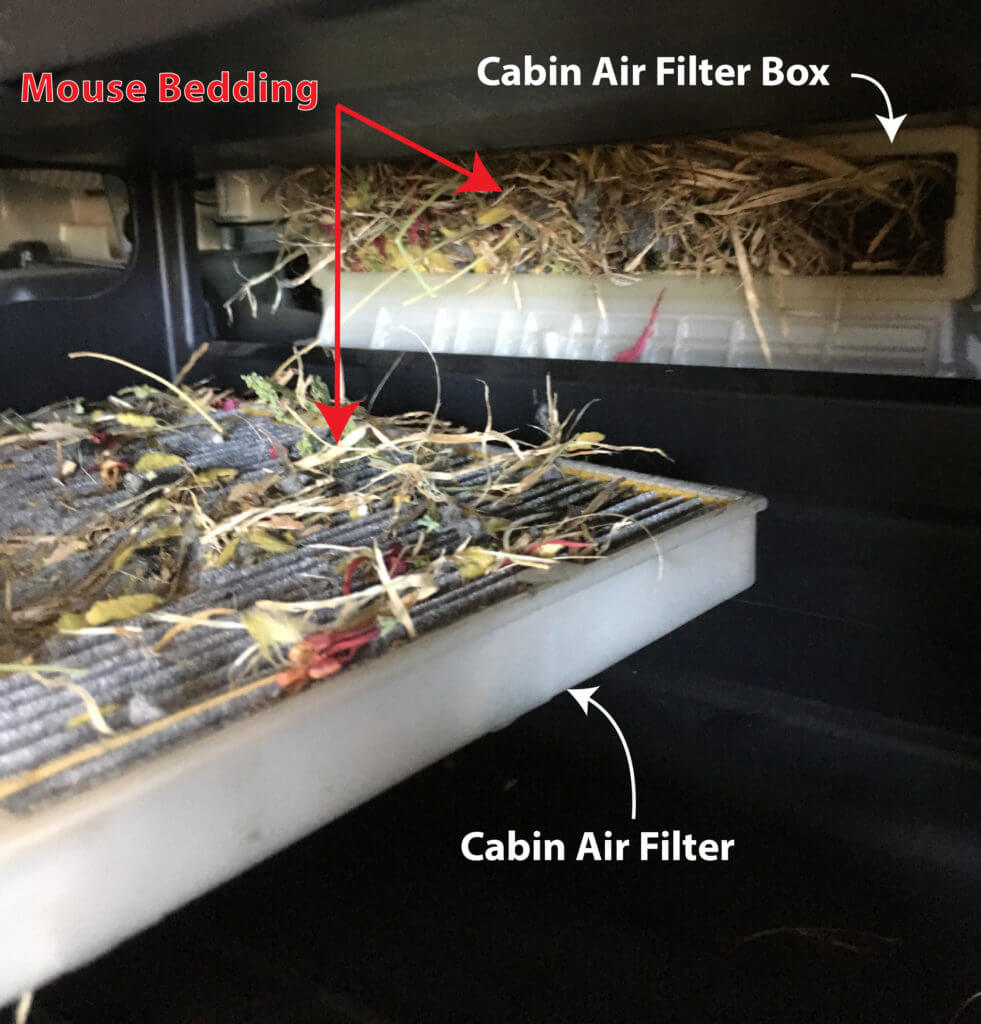 mouse nest in car