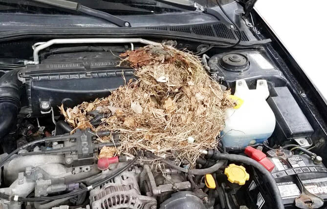 car wires chewed by mice and rats